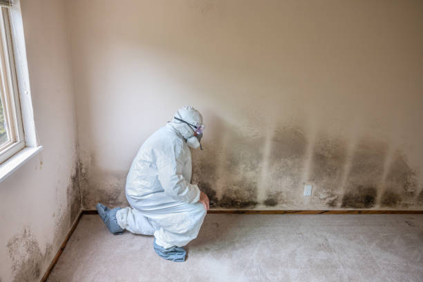 Best Certified Mold Removal  in Grand Saline, TX