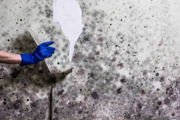 Best Same-Day Mold Removal  in Grand Saline, TX