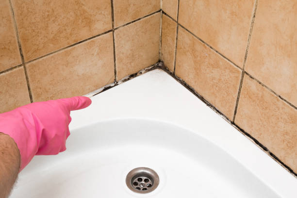 Best Black Mold Removal  in Grand Saline, TX