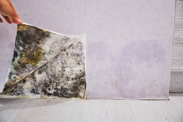 Best Best Mold Removal Companies  in Grand Saline, TX